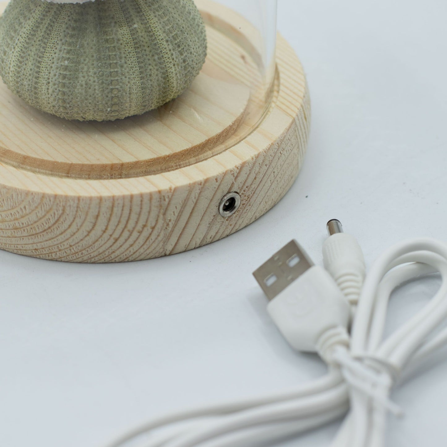 Garden Glow Dome – Softglow